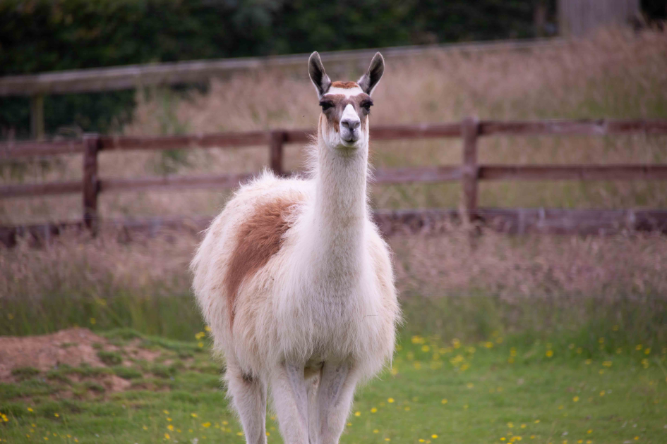 Llama Adoption