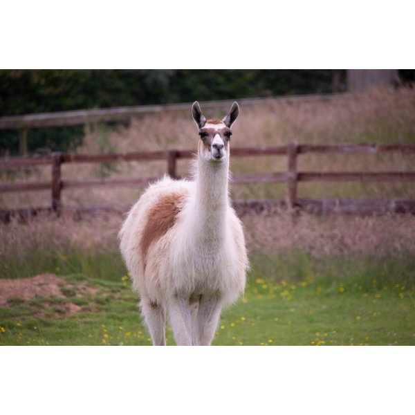 Llama Adoption