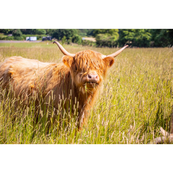 Family Highland Cow Adoption