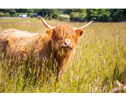 Highland Cow Adoption