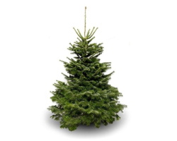 Nordmann Fir 6ft 2026