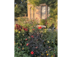 Watch | Matthew Rice: A Year in the Garden