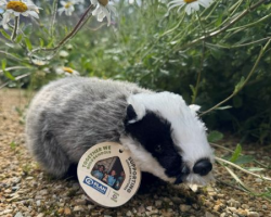 Plan Badger Medium