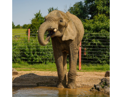African elephant with its trunk curled toward its mouth drinking water surrounded by trees