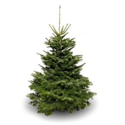 Nordmann Fir 7ft 2026