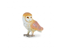 Barn Owl