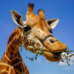Giraffe Adoption