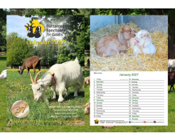 Buttercups Calendar 2027