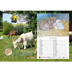 Buttercups Calendar 2027