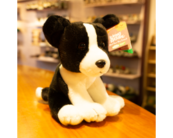 Sitting Border Collie Medium