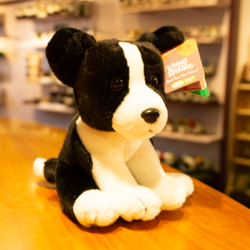 Sitting Border Collie Medium