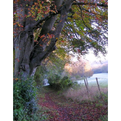 'Touch of Autumn' Card