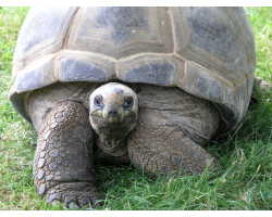 Aldabra giant tortoise - Agnes (female)