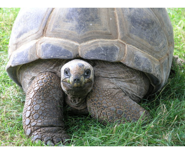 Buy TORTOISES AND TERRAPINS Tickets online - Linton Zoo Conservation Park