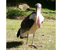 Marabou stork - Albert