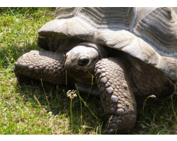 Aldabra giant tortoise - Alice (male)