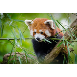 Adopt a Red Panda