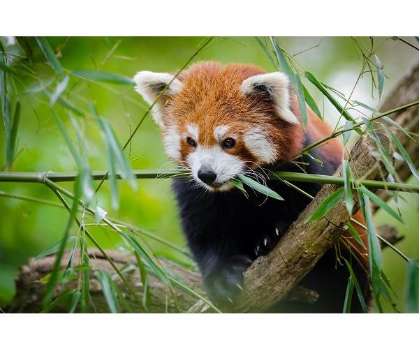 Adopt a Red Panda