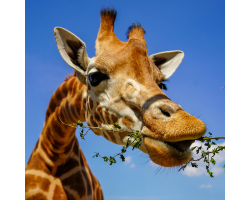 Giraffe eating a branch against a blue sky