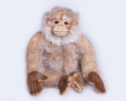 Cuddly Barbary macaque