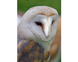 Adopt a Barn Owl for a Child (Under 16)