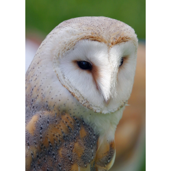 Adopt a Barn Owl for a Child (Under 16)