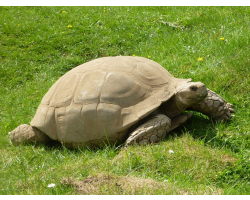 Sulcata giant tortoise - Belle (female)