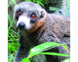 Mongoose lemur - Benjy