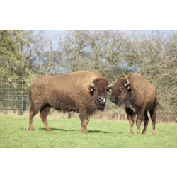 Bison Adoption