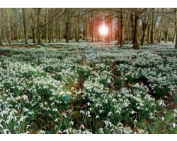 'Blanket of Snow' Card