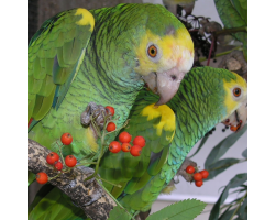 Yellow shouldered amazon parrot - Bonaire