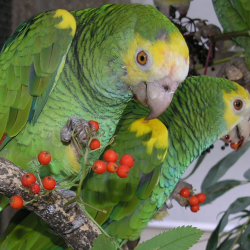 Yellow shouldered amazon parrot - Bonaire