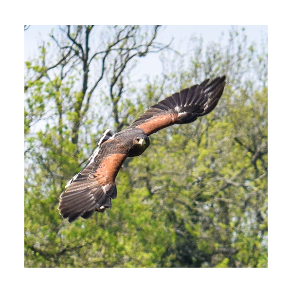 Bird of Prey Adoption