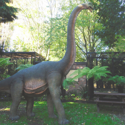 Brachiosaurus - Emily