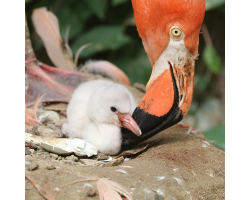 Caribbean Flamingos Donation from £10