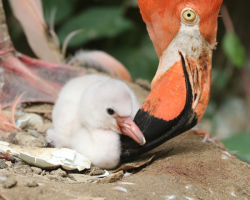 Caribbean Flamingos Donation from £10