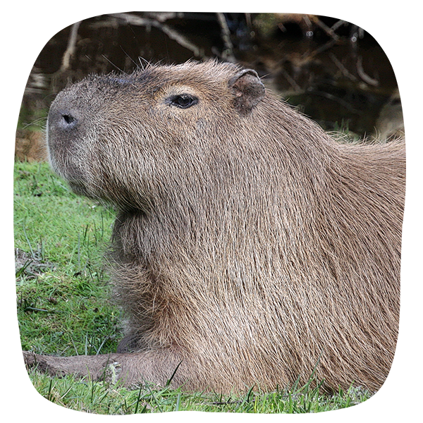 Capybara adoption
