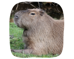 capybara adoption