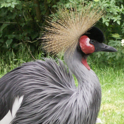 Crowned crane - Charles