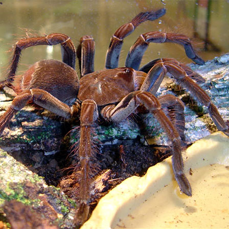 Goliath bird eating spider - Charlotte