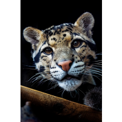 Adopt a Clouded Leopard