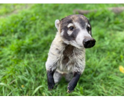 Adopt our White-nosed Coati for 1 year