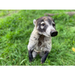 Adopt our White-nosed Coati for 1 year