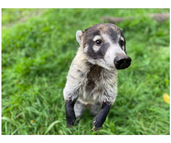 Adopt our White-nosed Coati for 1 year