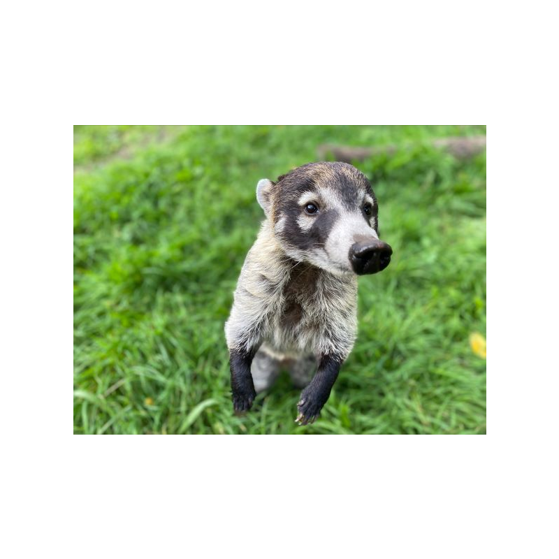 Adopt our White-nosed Coati for 1 year