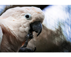 "Monty" The Moluccan Cockatoo
