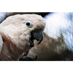 "Monty" The Moluccan Cockatoo