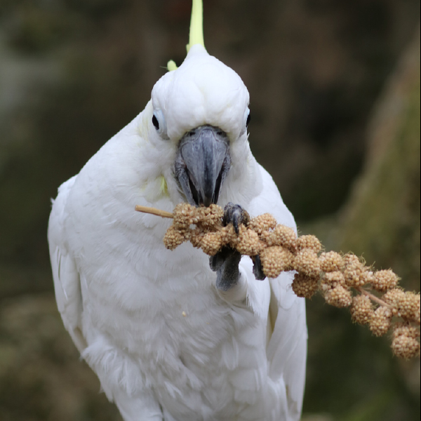 DONATION for the birds and animals