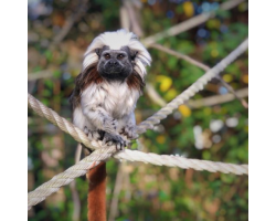 Adopt our Troop of Cotton-top Tamarin for 1 year