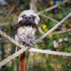 Adopt our Troop of Cotton-top Tamarin for 1 year